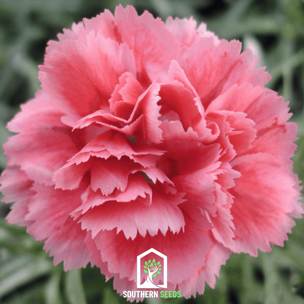 Rose Grenadin Carnation – 25 Seeds