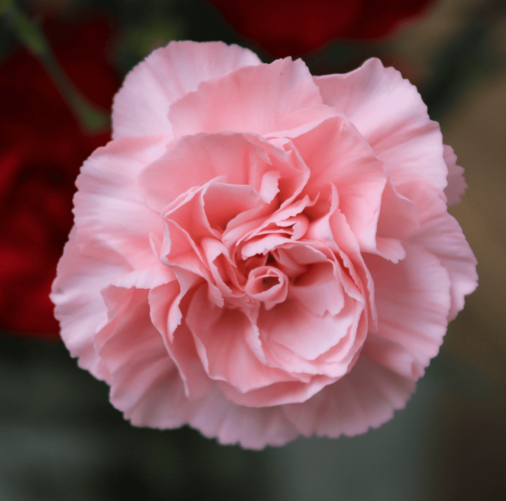 La France Carnation – 50 Seeds