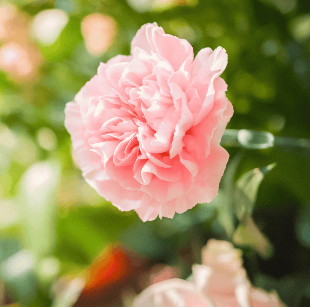 La France Carnation – 50 Seeds