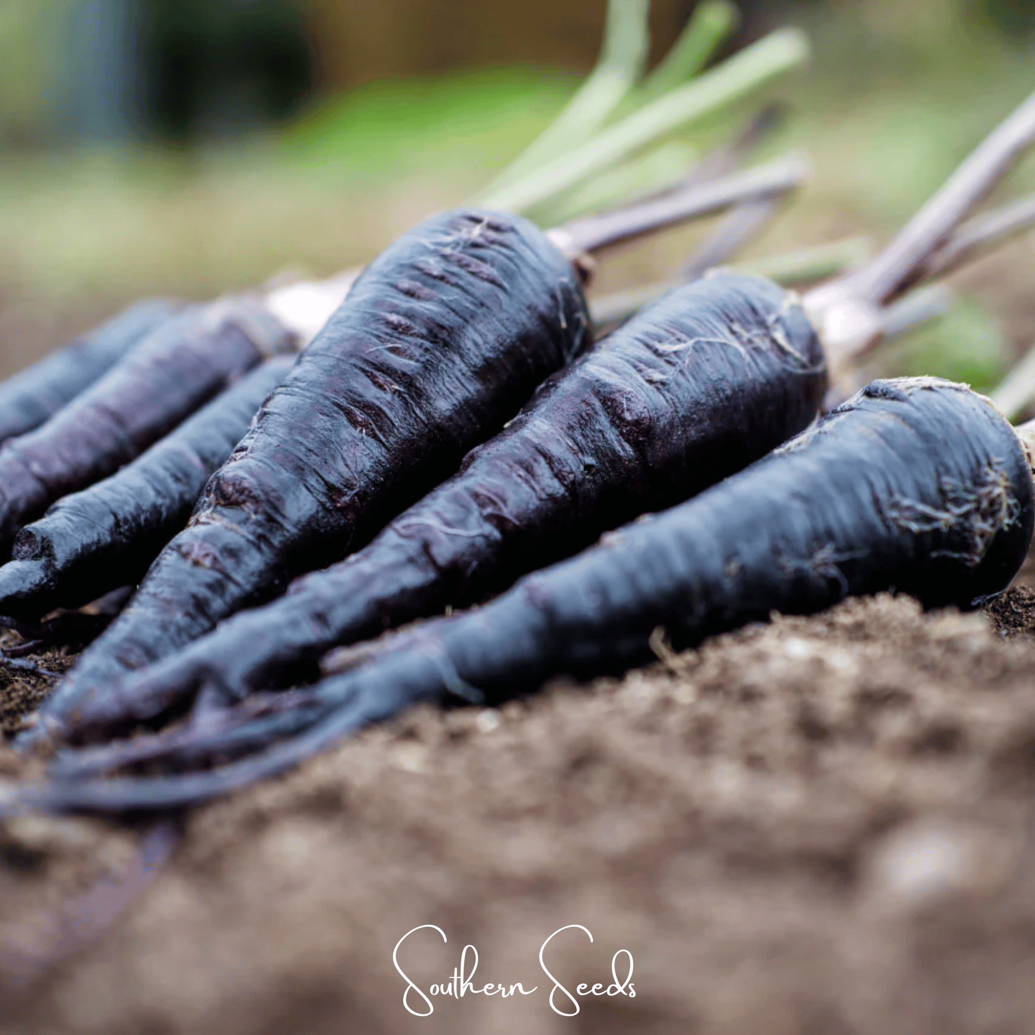 Black Nebula Carrot – 250 Seeds