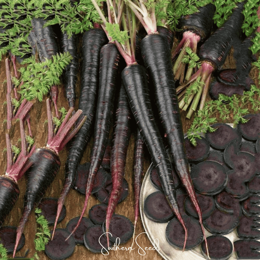 Black Nebula Carrot – 250 Seeds