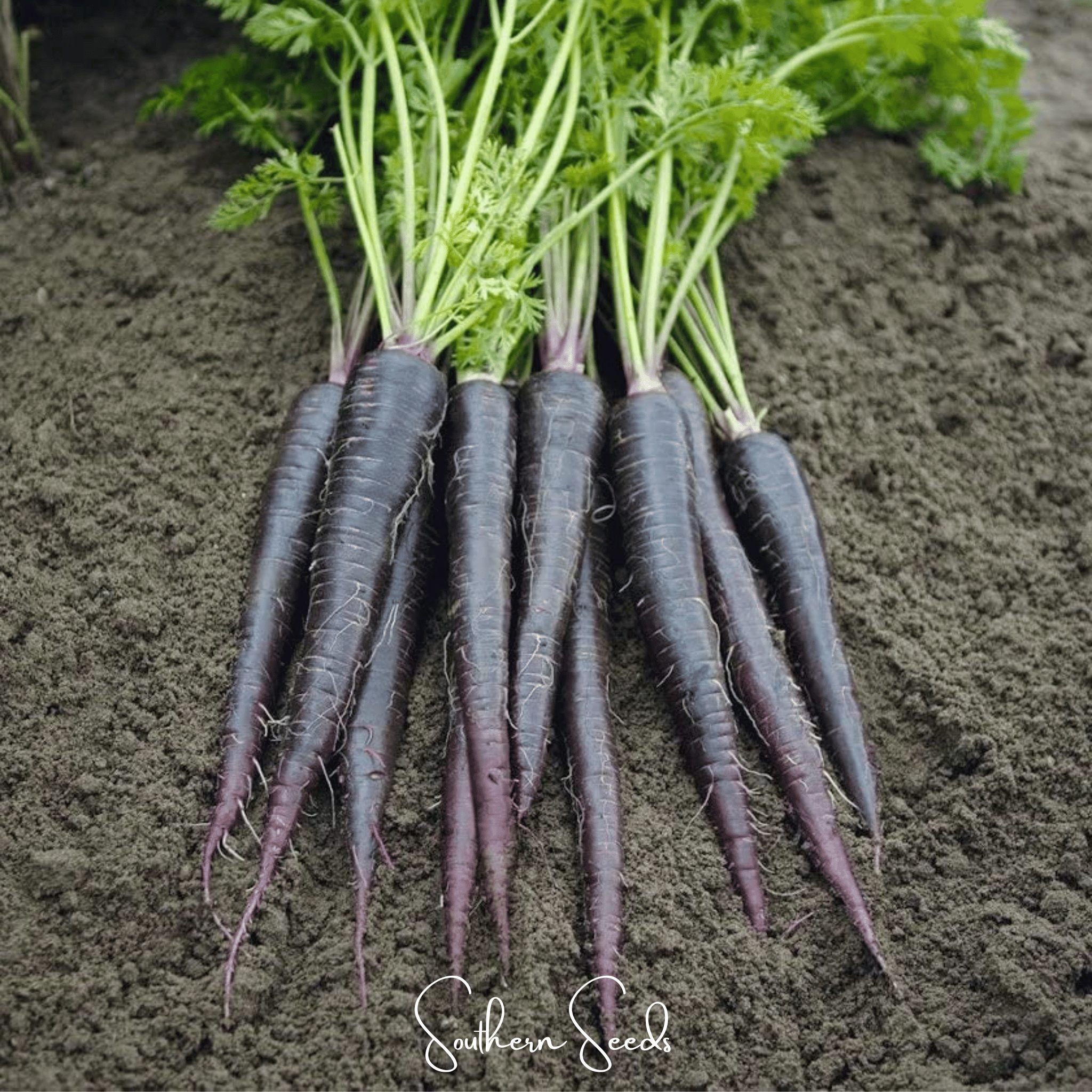 Black Nebula Carrot – 250 Seeds