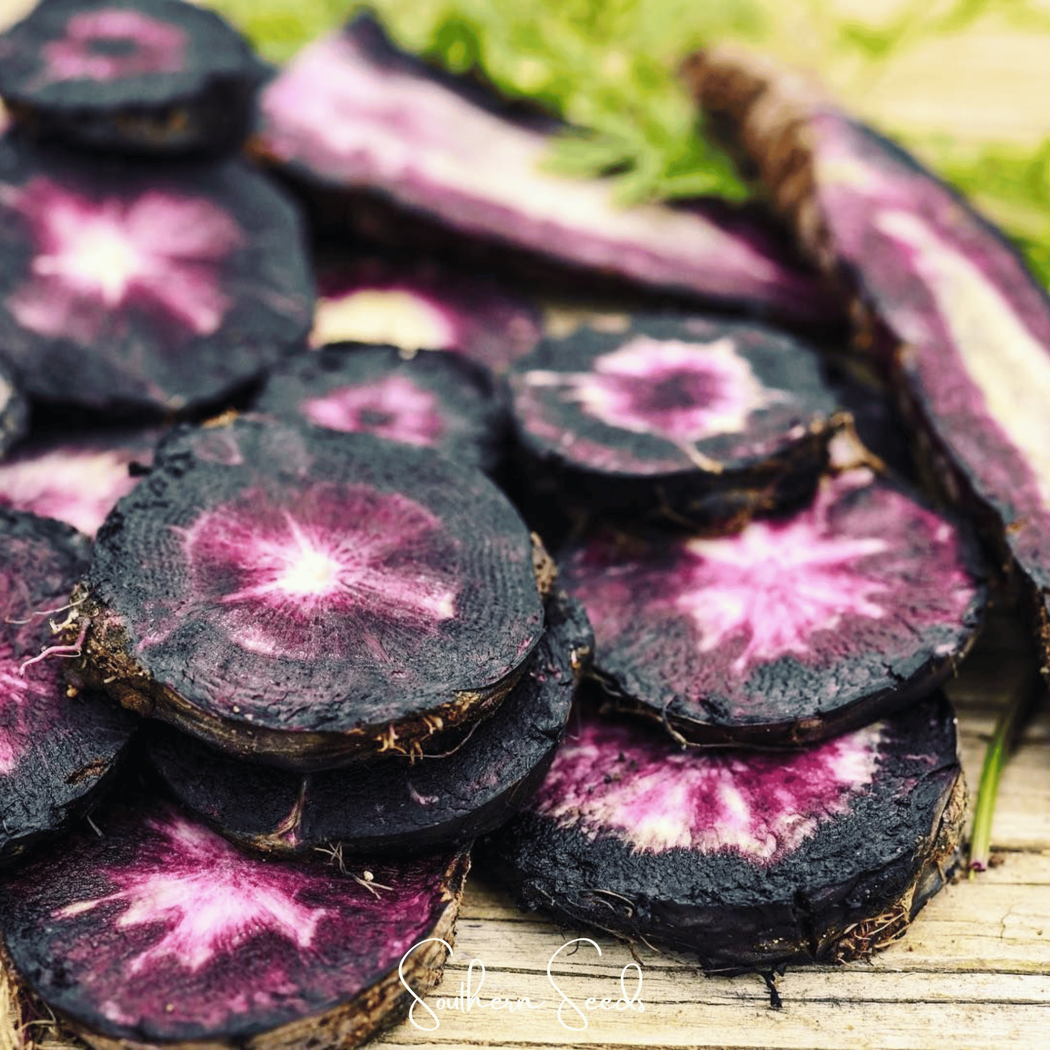 Black Nebula Carrot – 250 Seeds