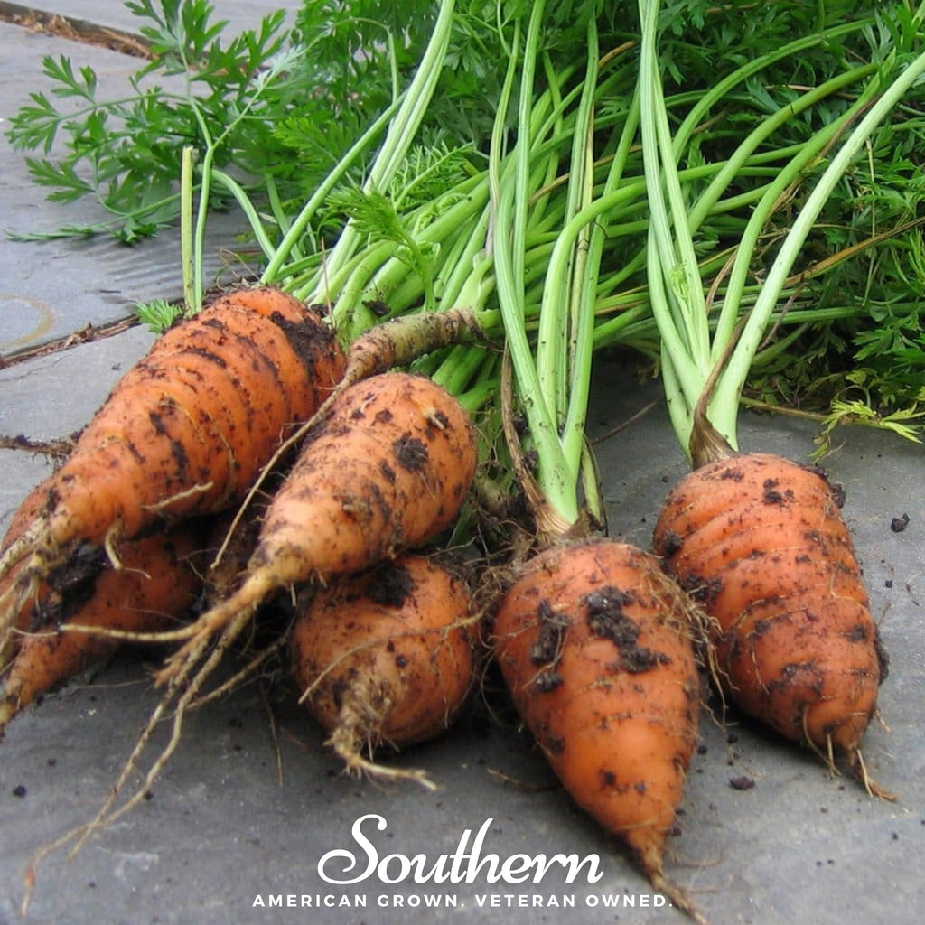 Chantenay Red Core Carrot – 250 Seeds