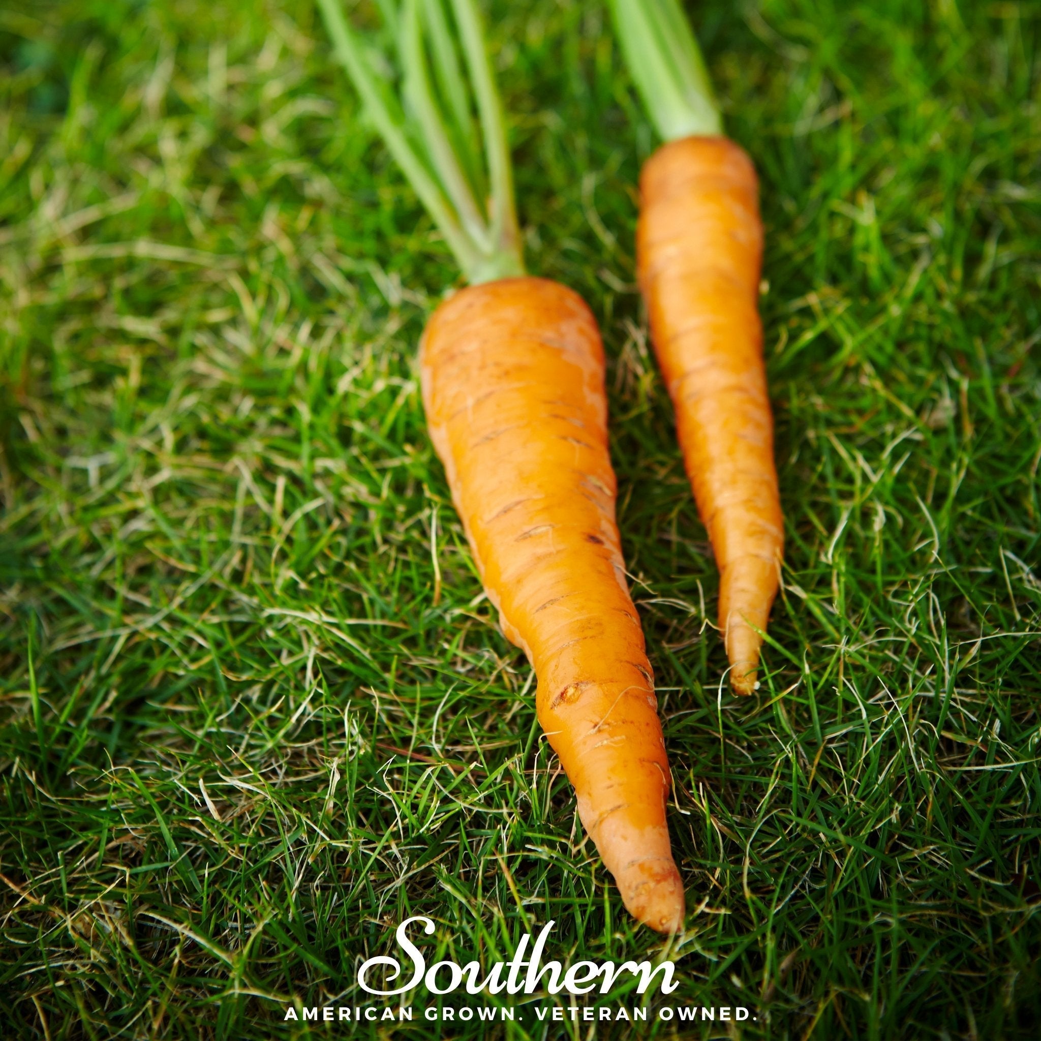 Danvers Carrot – 250 Seeds