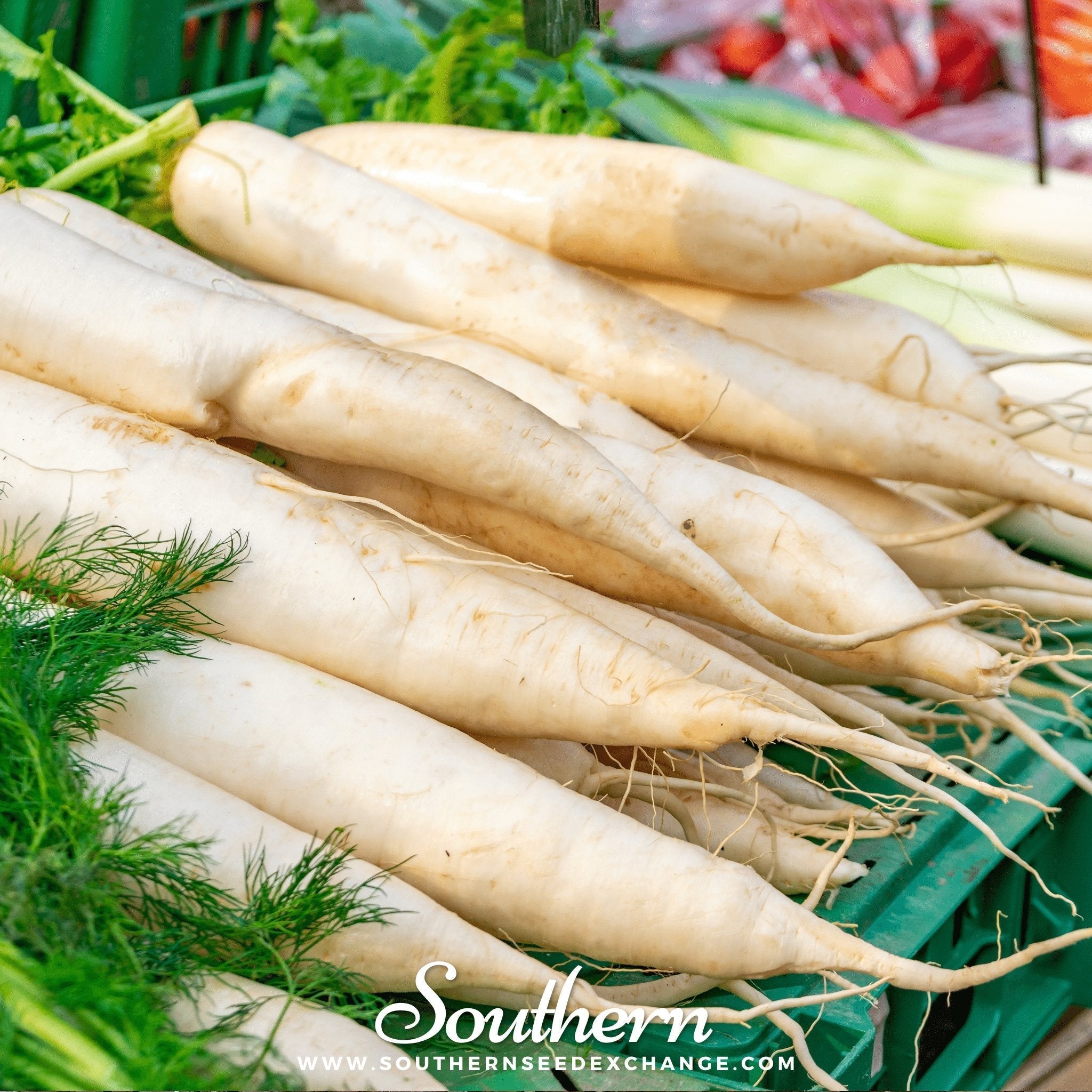Lunar White Carrot – 250 Seeds