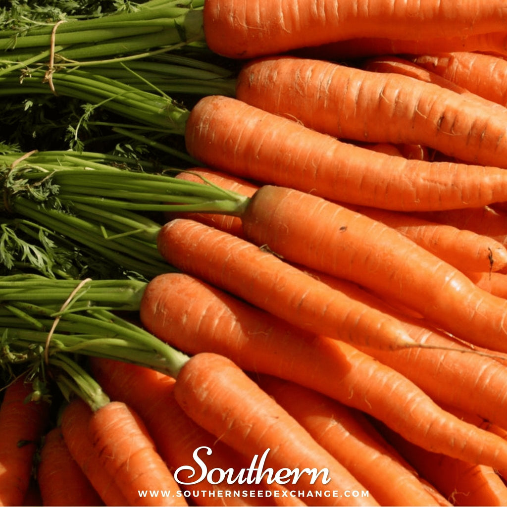 Tendersweet Carrot – 250 Seeds