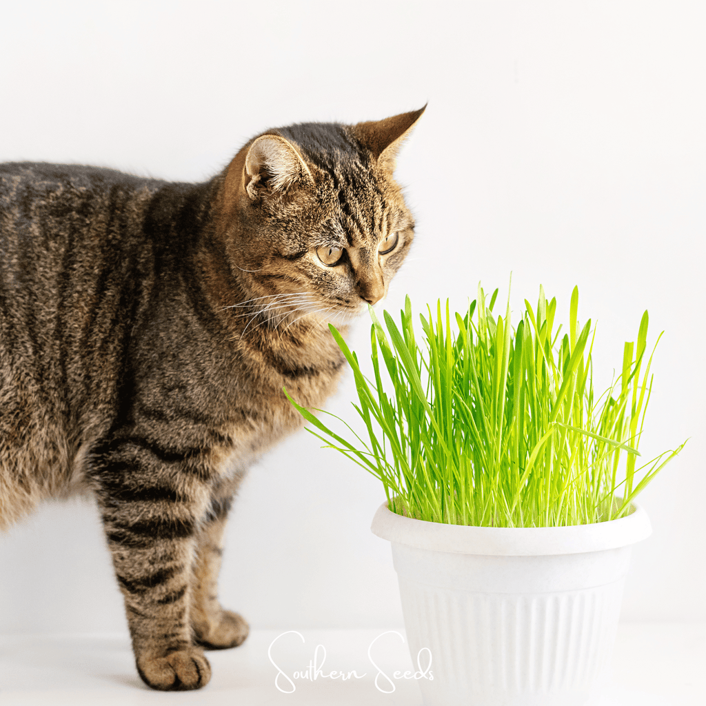 Cat Grass – 50 Seeds