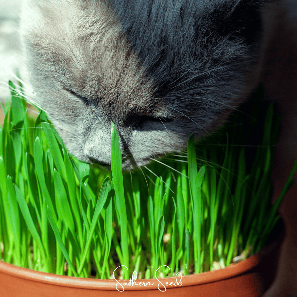 Cat Grass – 50 Seeds