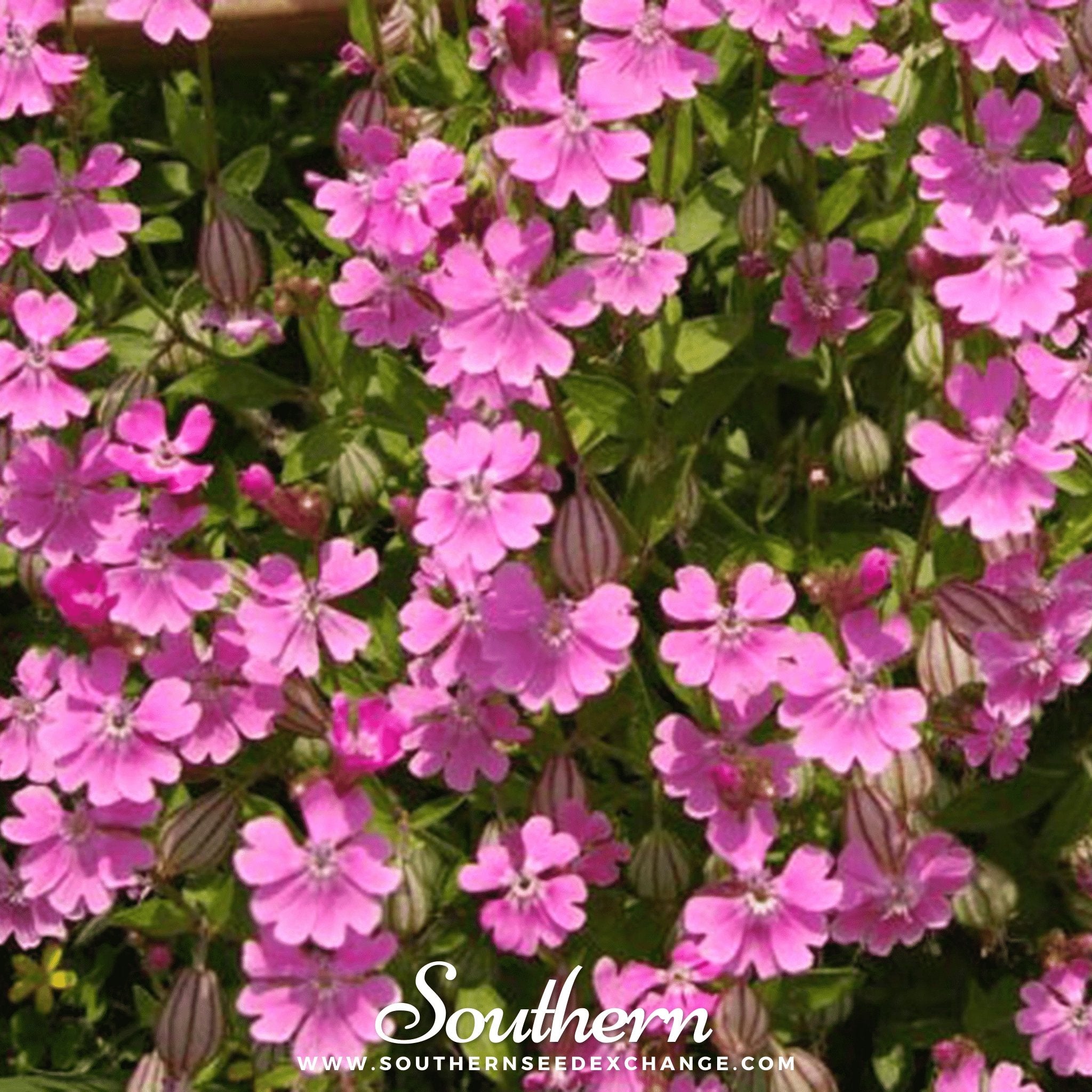 Nodding Catchfly – 100 Seeds