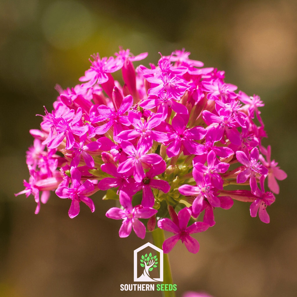 None So Pretty Catchfly – 250 Seeds