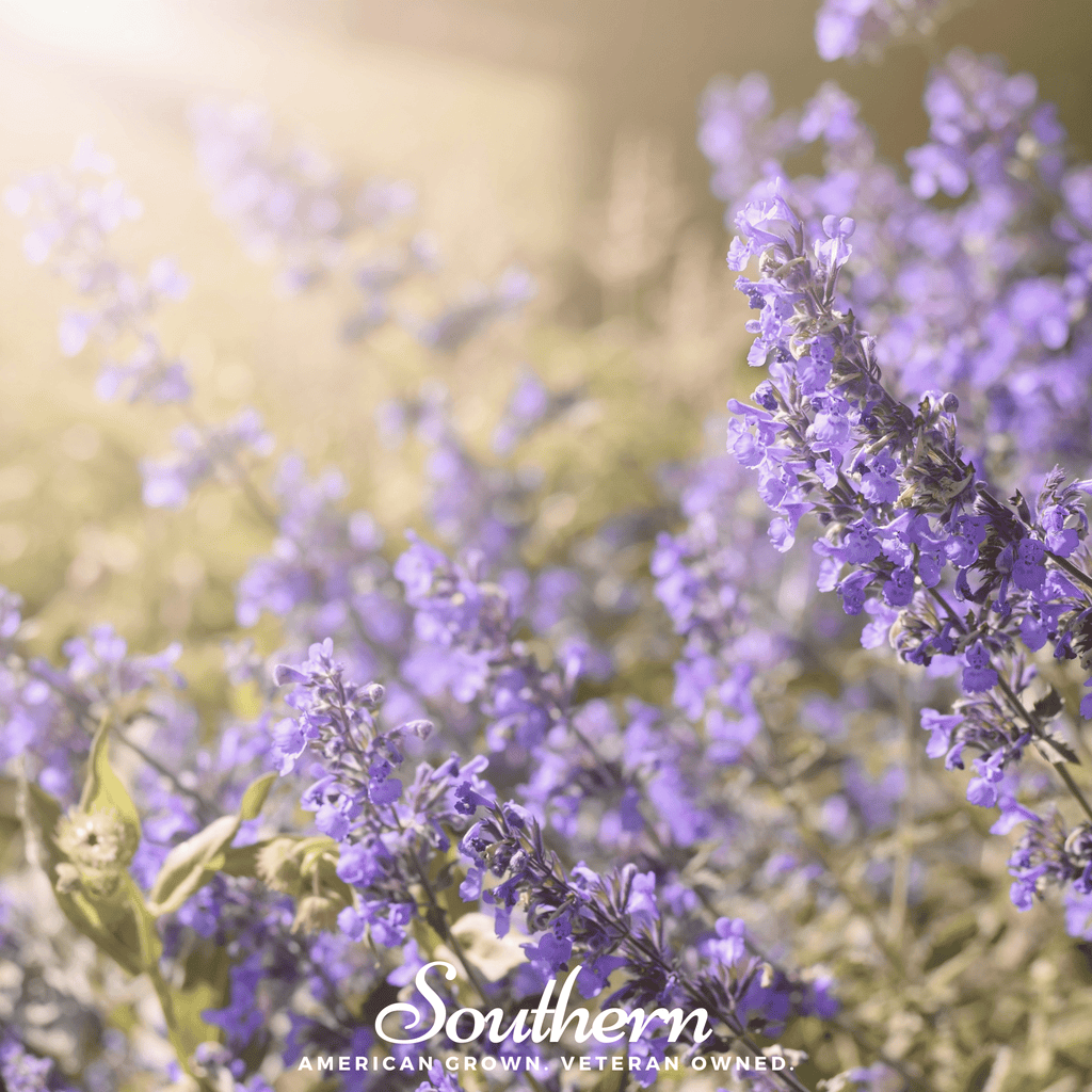 Lemon Catnip – 250 Seeds