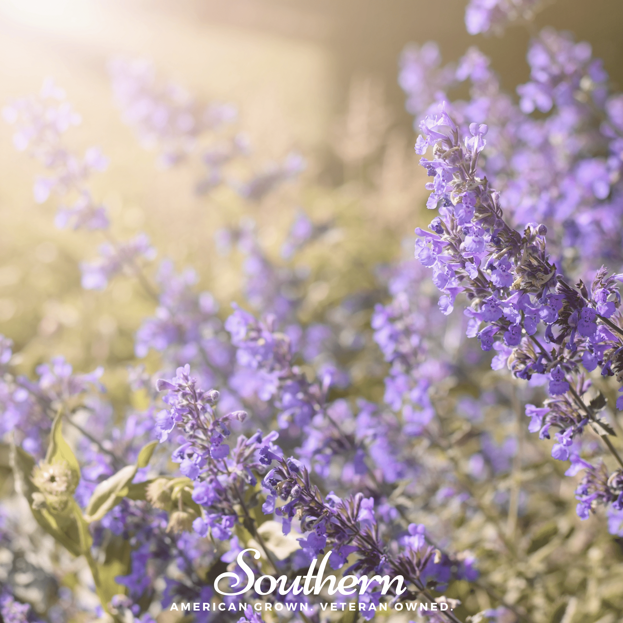 Lemon Catnip – 250 Seeds