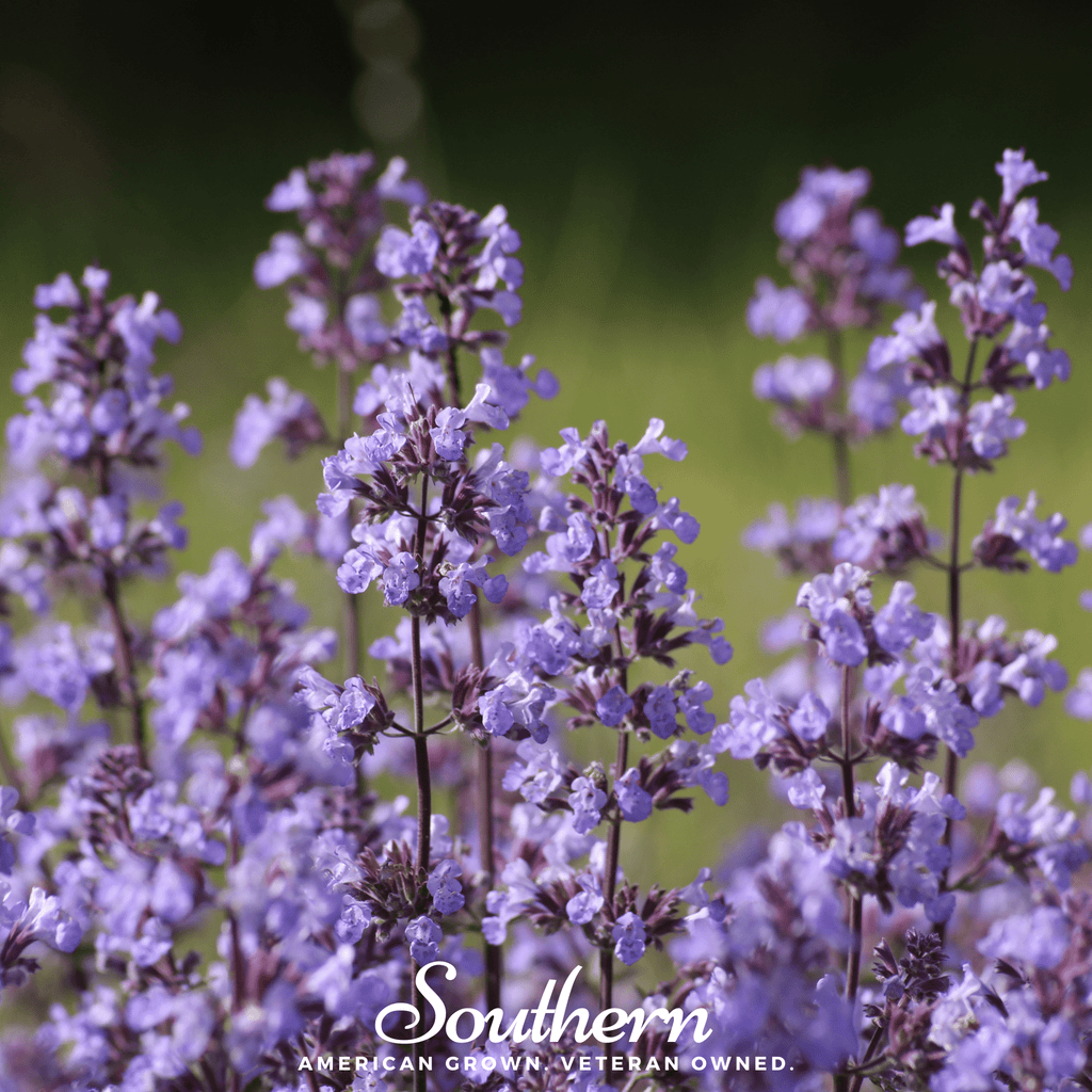 Lemon Catnip – 250 Seeds