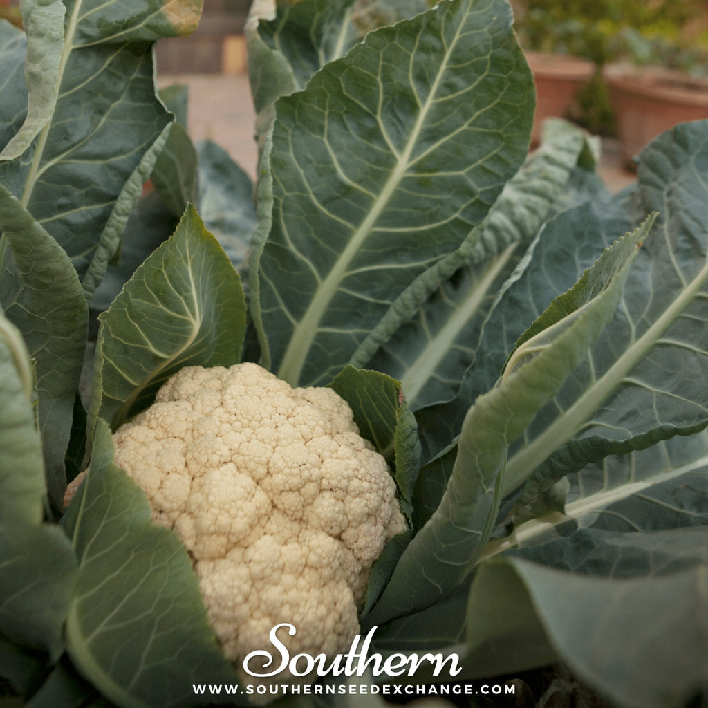 Snowball Y Improved Cauliflower – 200 Seeds