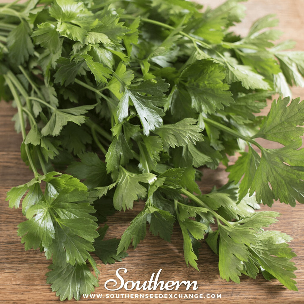 Cutting Celery – 200 Seeds