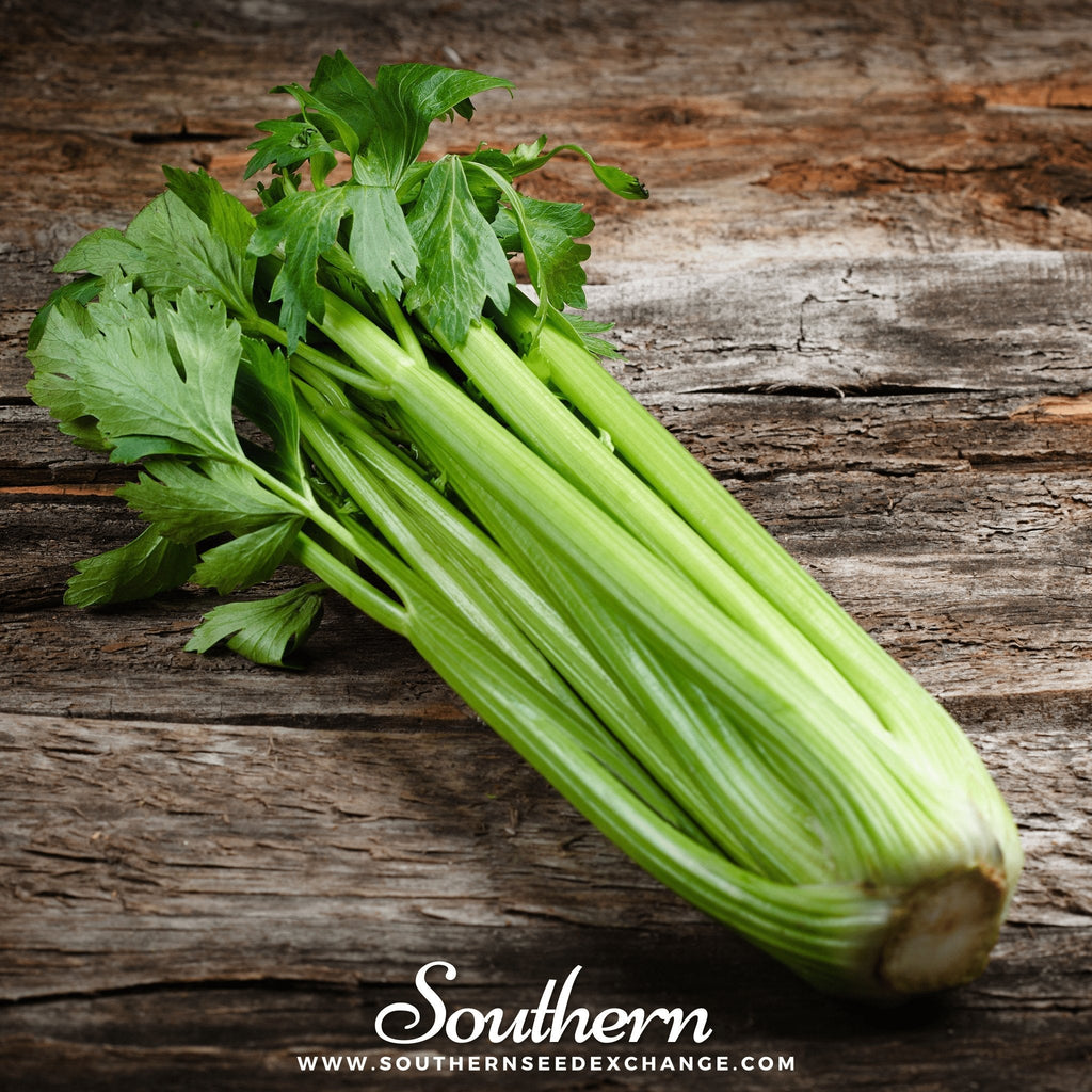 Utah 52-70 Celery – 300 Seeds
