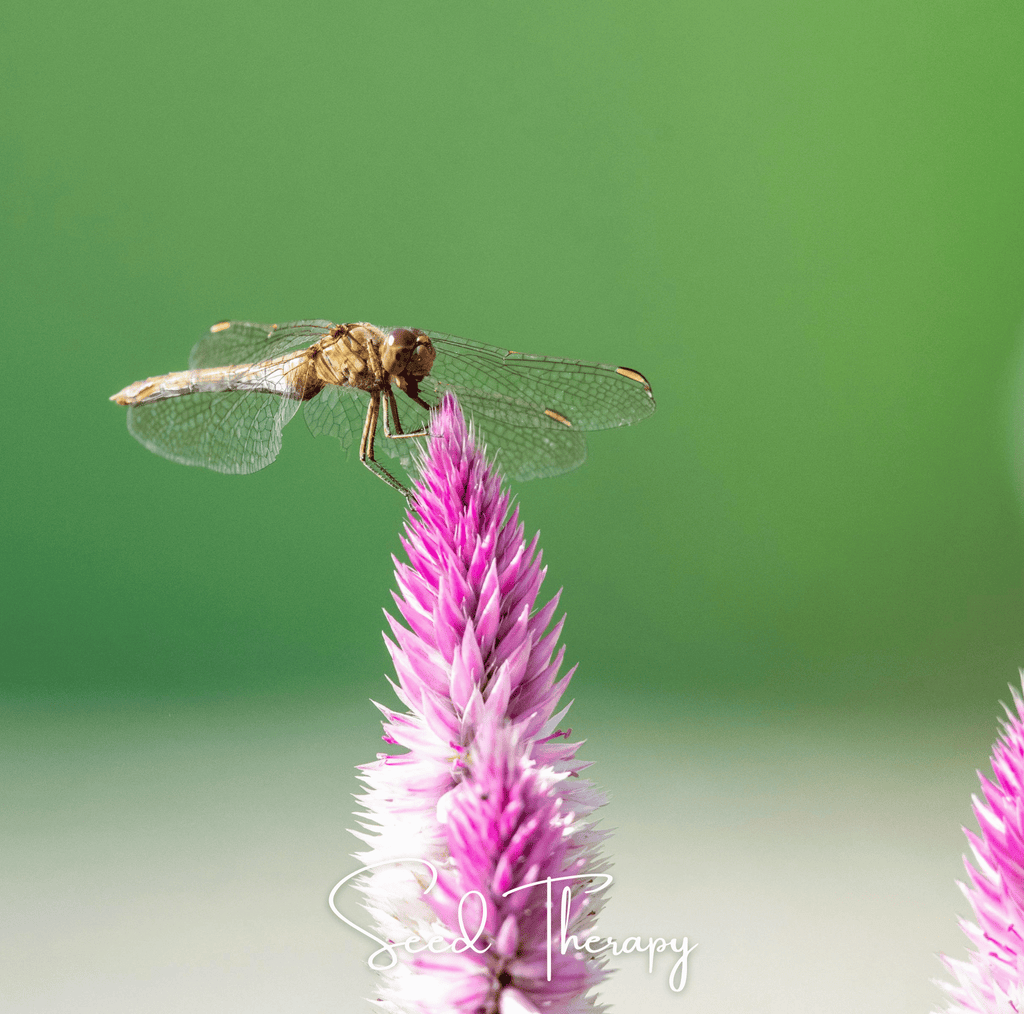 Flamingo Feather Celosia – 40 Seeds
