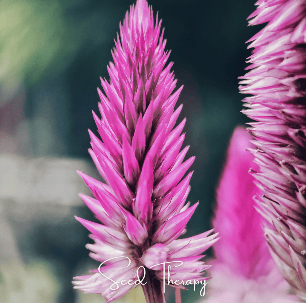 Flamingo Feather Celosia – 40 Seeds