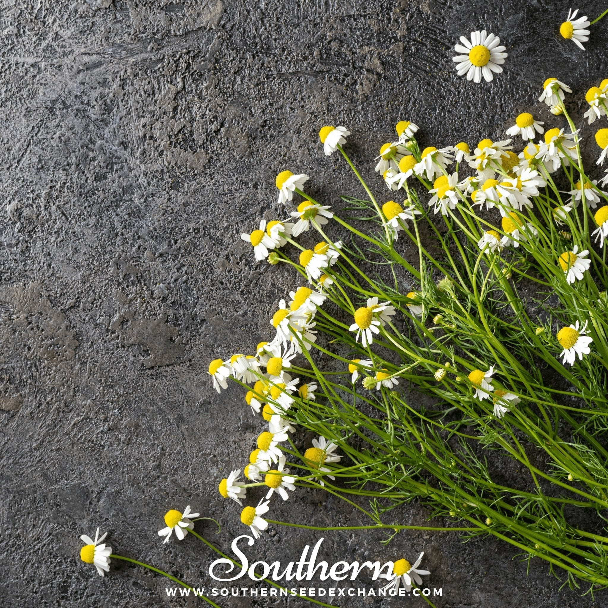 German Chamomile – 200 Seeds