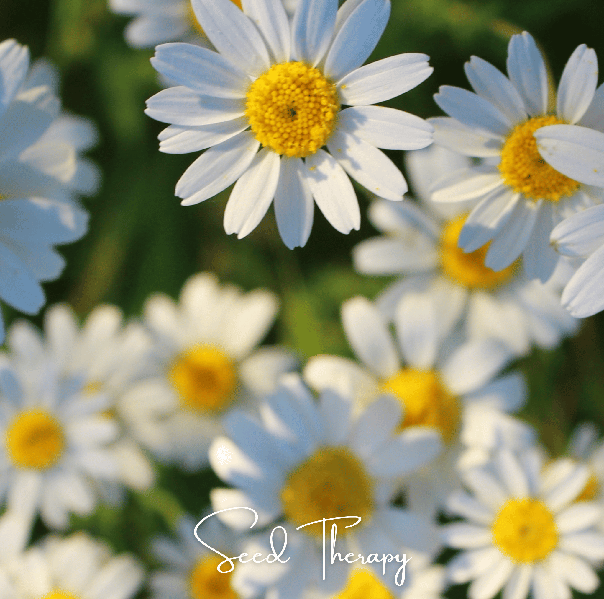 Roman Chamomile – 300 Seeds