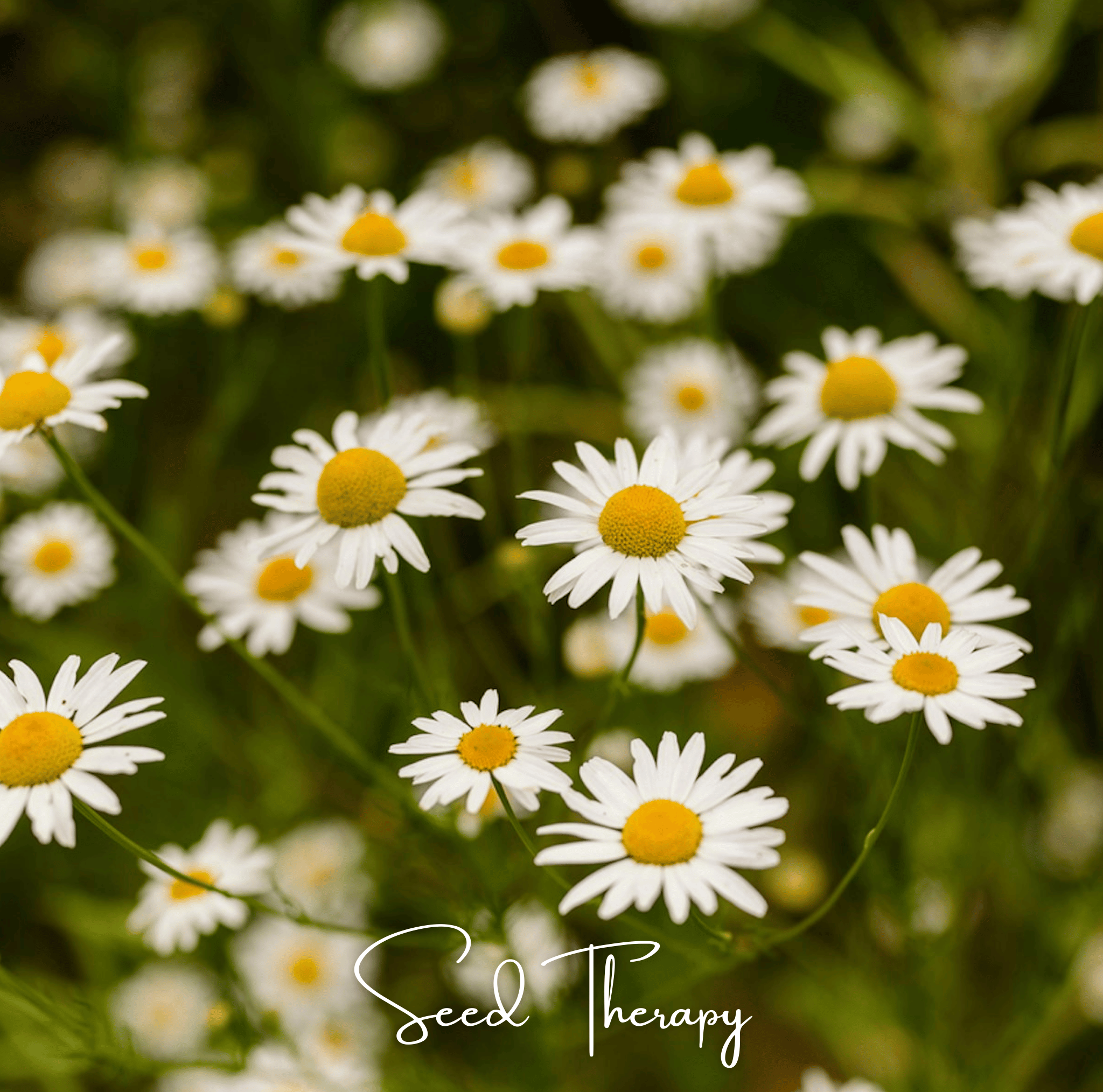 Roman Chamomile – 300 Seeds