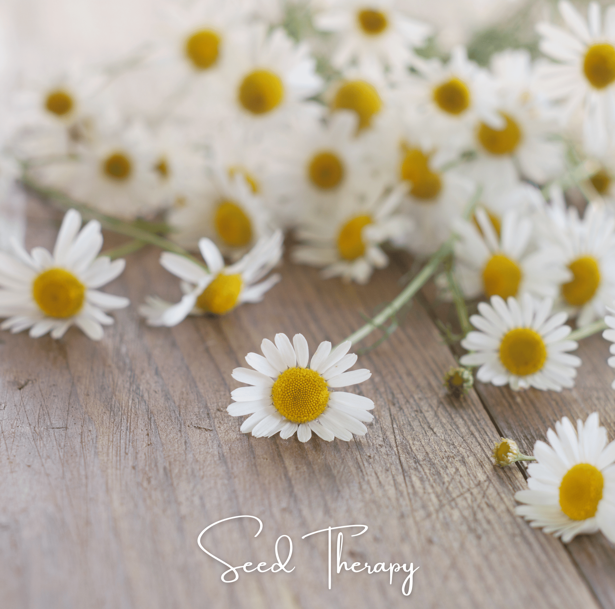 Roman Chamomile – 300 Seeds