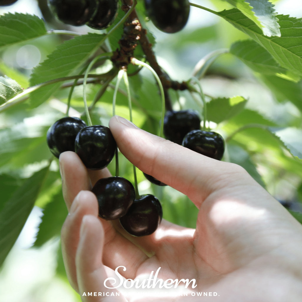Black Cherry – 15 Seeds