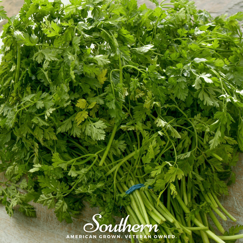 Curled Chervil – 200 Seeds