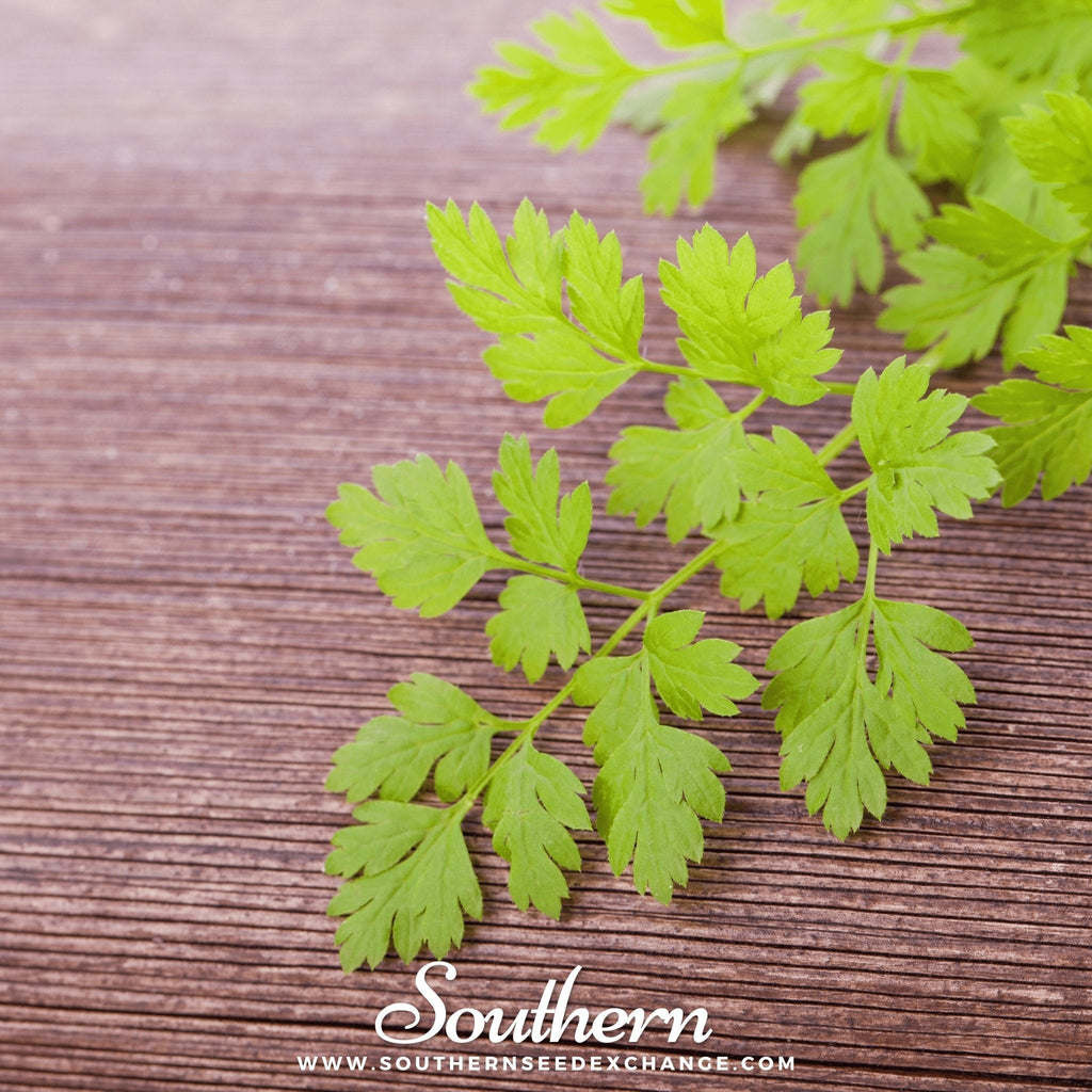 Flat Chervil – 200 Seeds