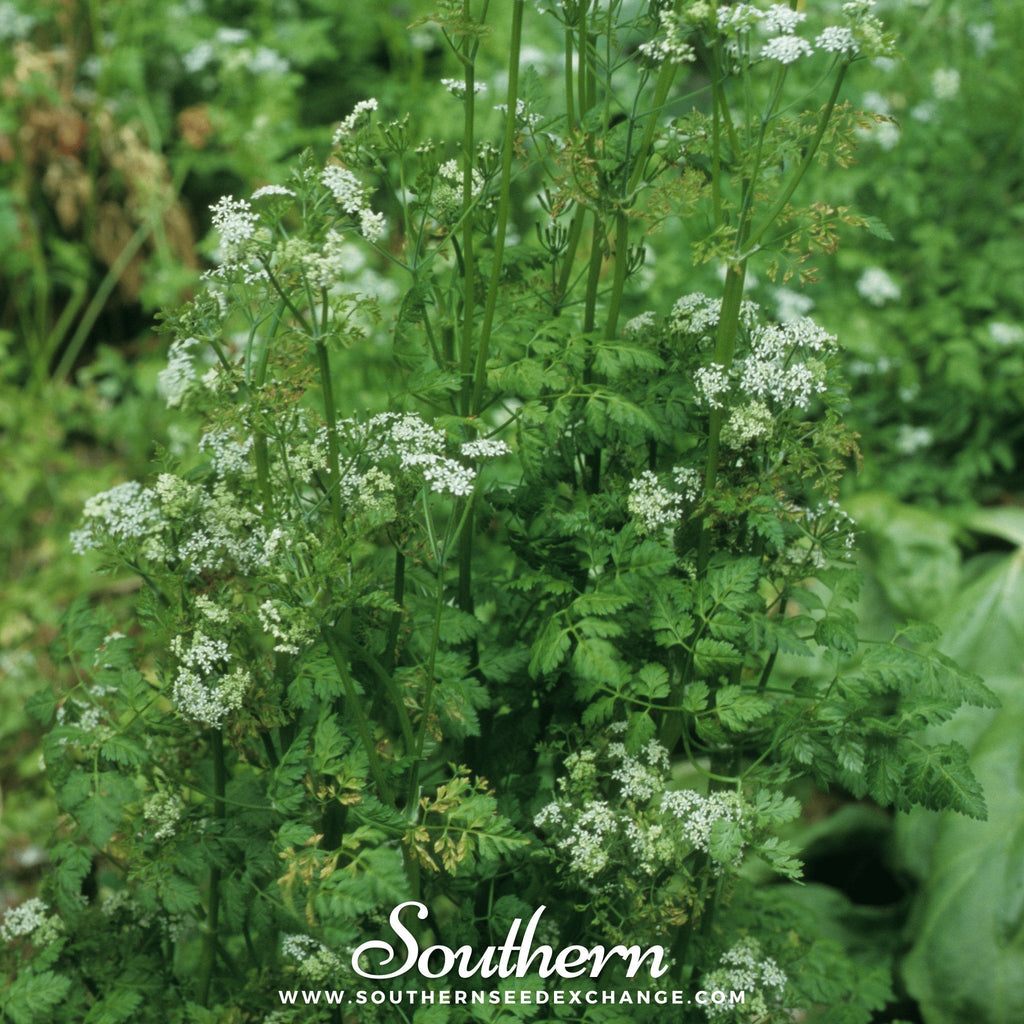 Flat Chervil – 200 Seeds