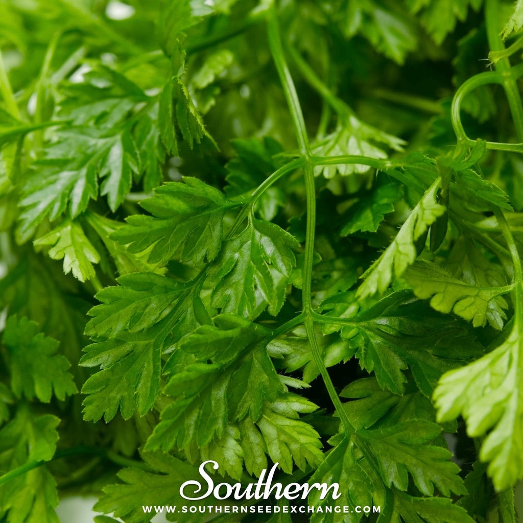 Flat Chervil – 200 Seeds