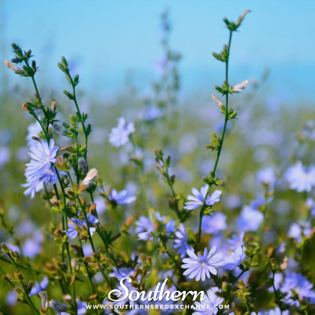 Chicory – 200 Seeds
