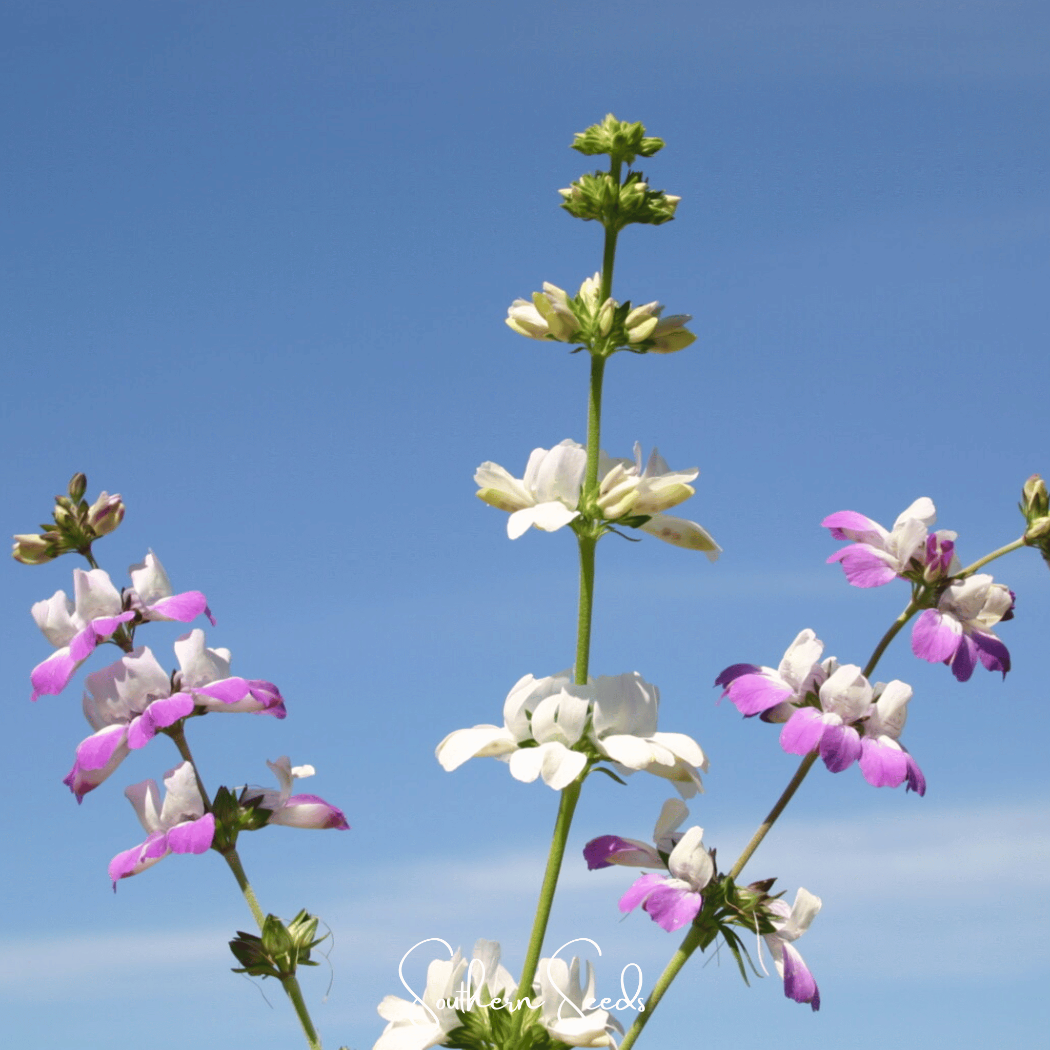 Chinese House - Innocence  – 100 Seeds