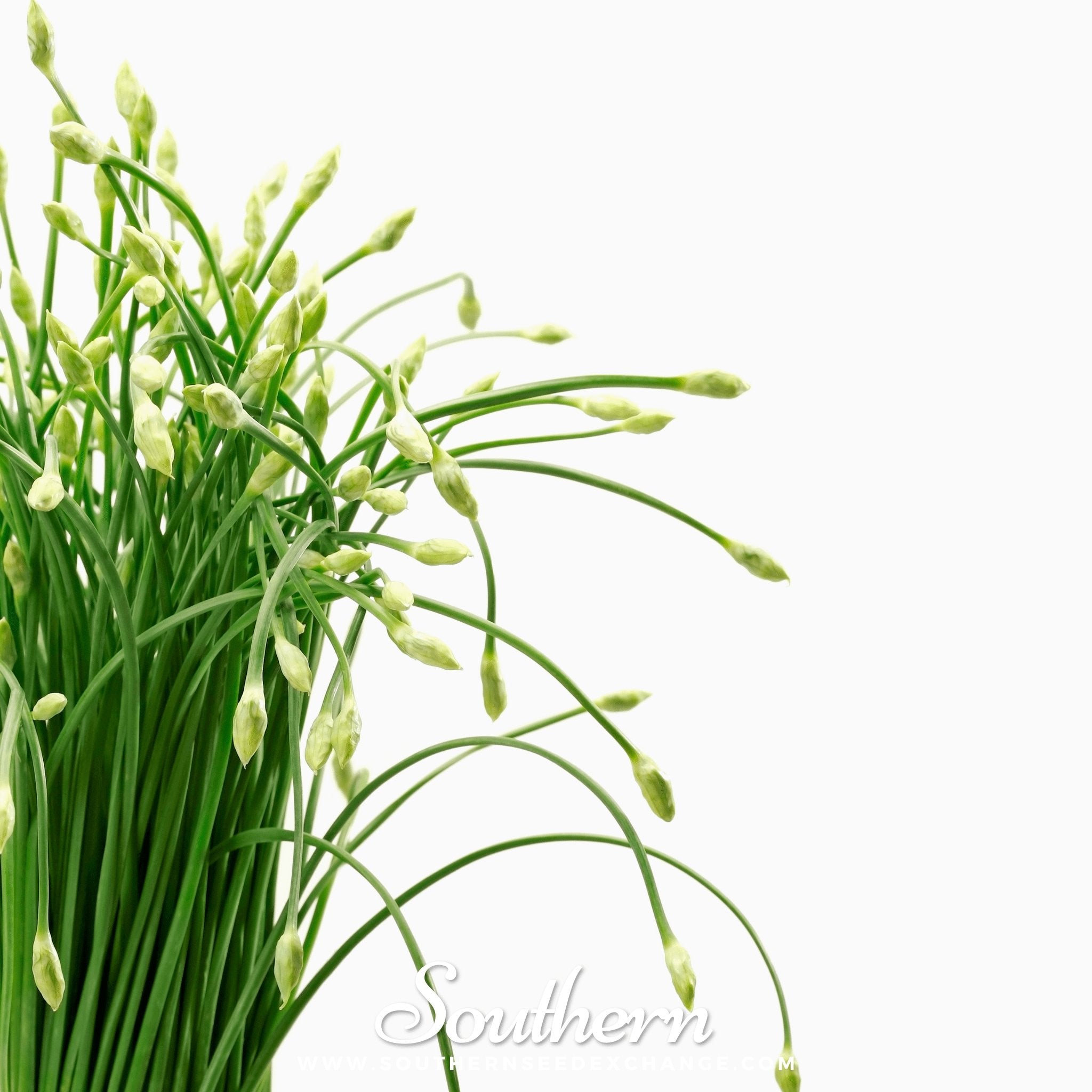Garlic Chives – 250 Seeds