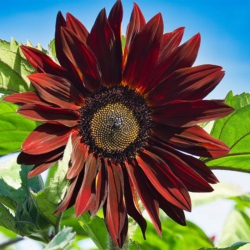 Chocolate Cherry Sunflower Seeds – Rich Burgundy Garden Blooms