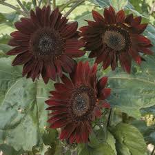 Chocolate Cherry Sunflower Seeds – Rich Burgundy Garden Blooms