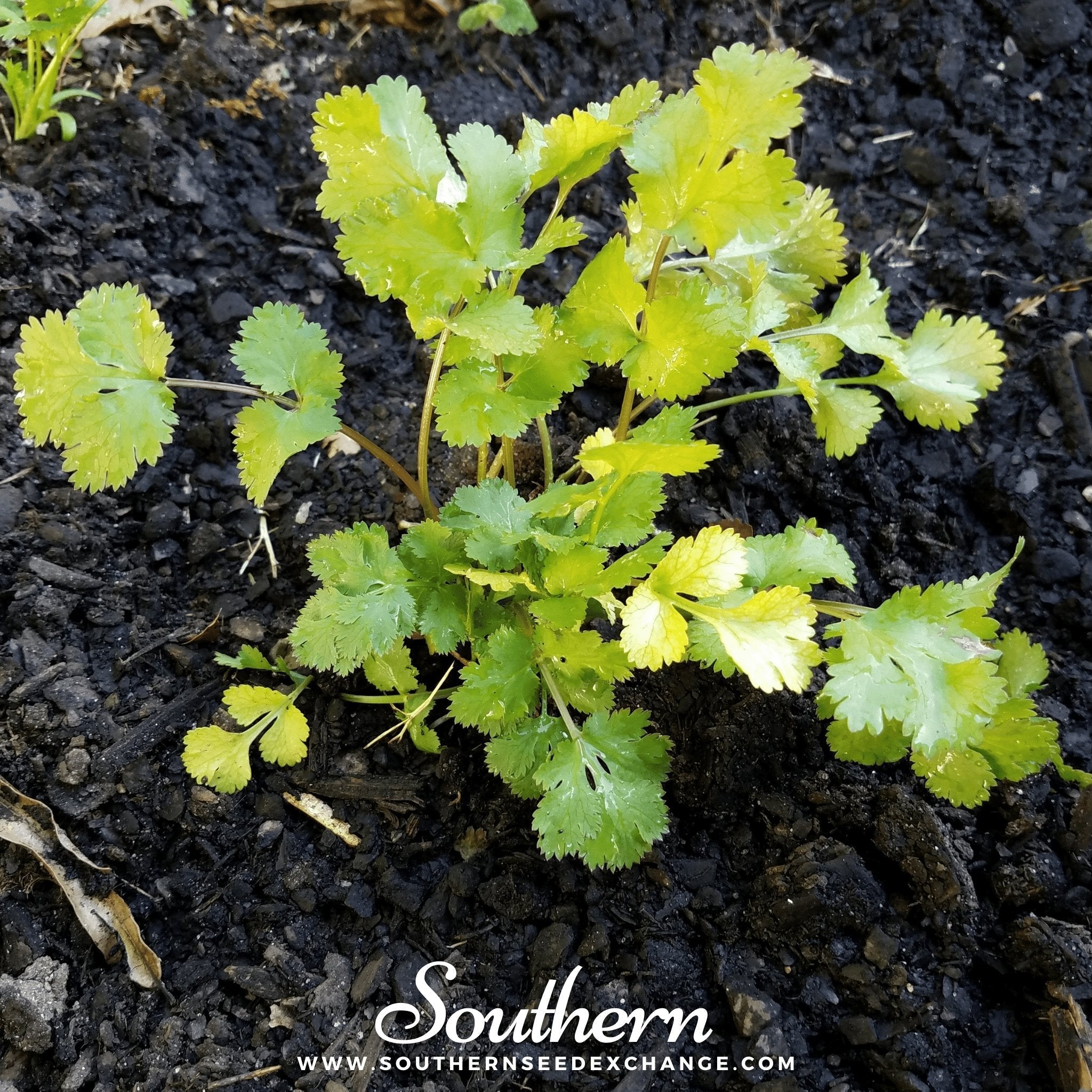 Santo Cilantro – 100 Seeds