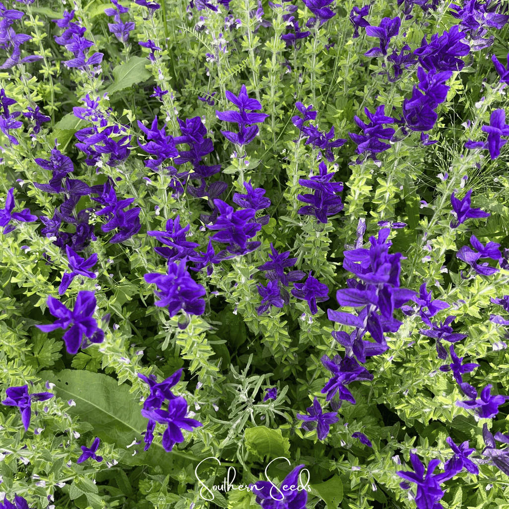 Blue Monday Clary Sage – 50 Seeds