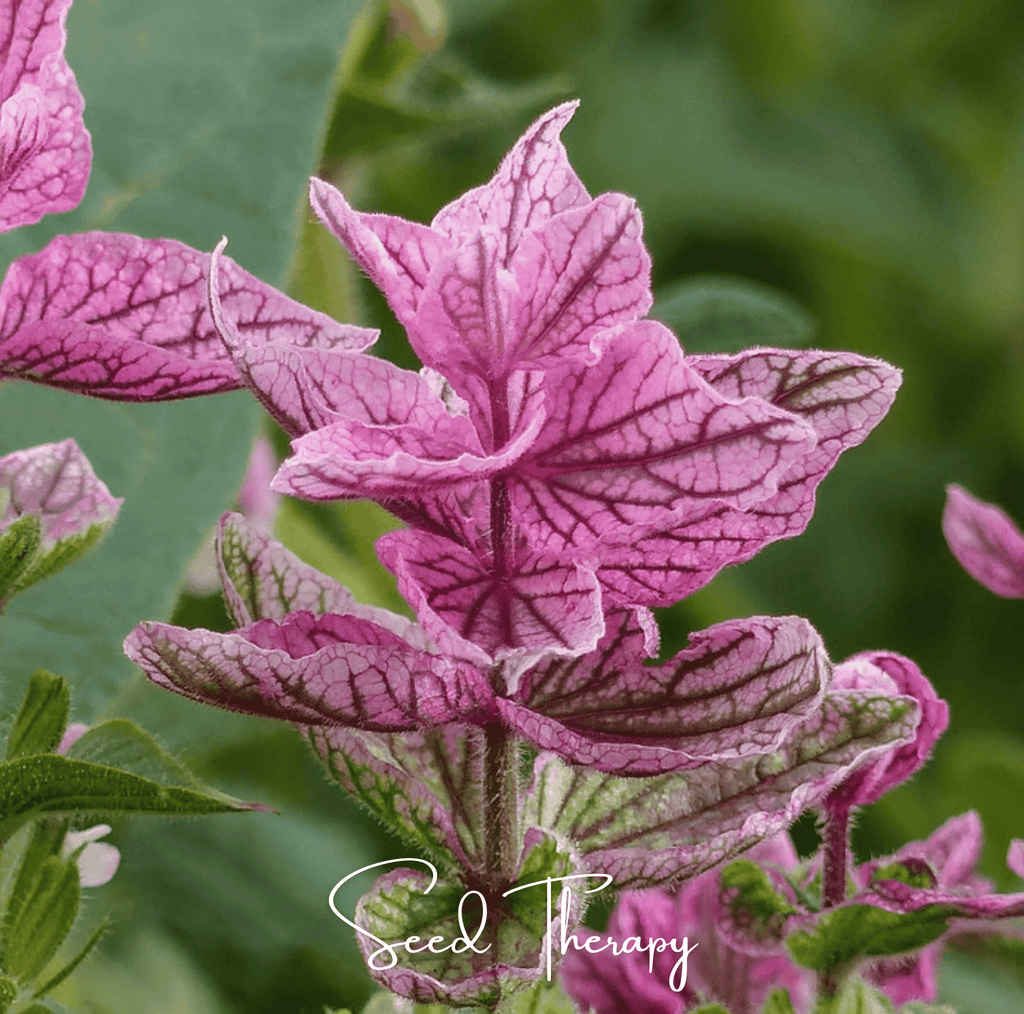 Pink Sundae Clary Sage – 50 Seeds