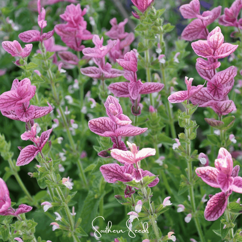 Pink Sundae Clary Sage – 50 Seeds