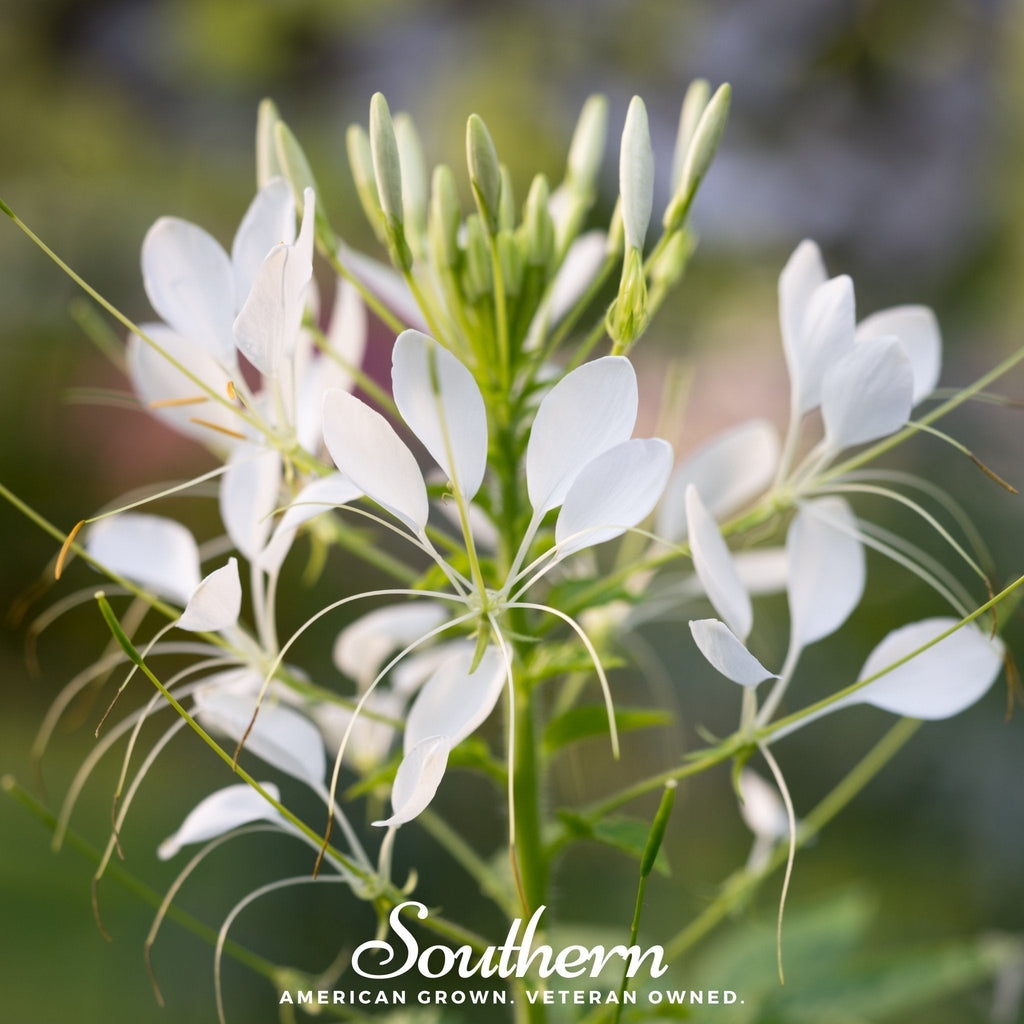 Spider Flower Cleome – 50 Seeds