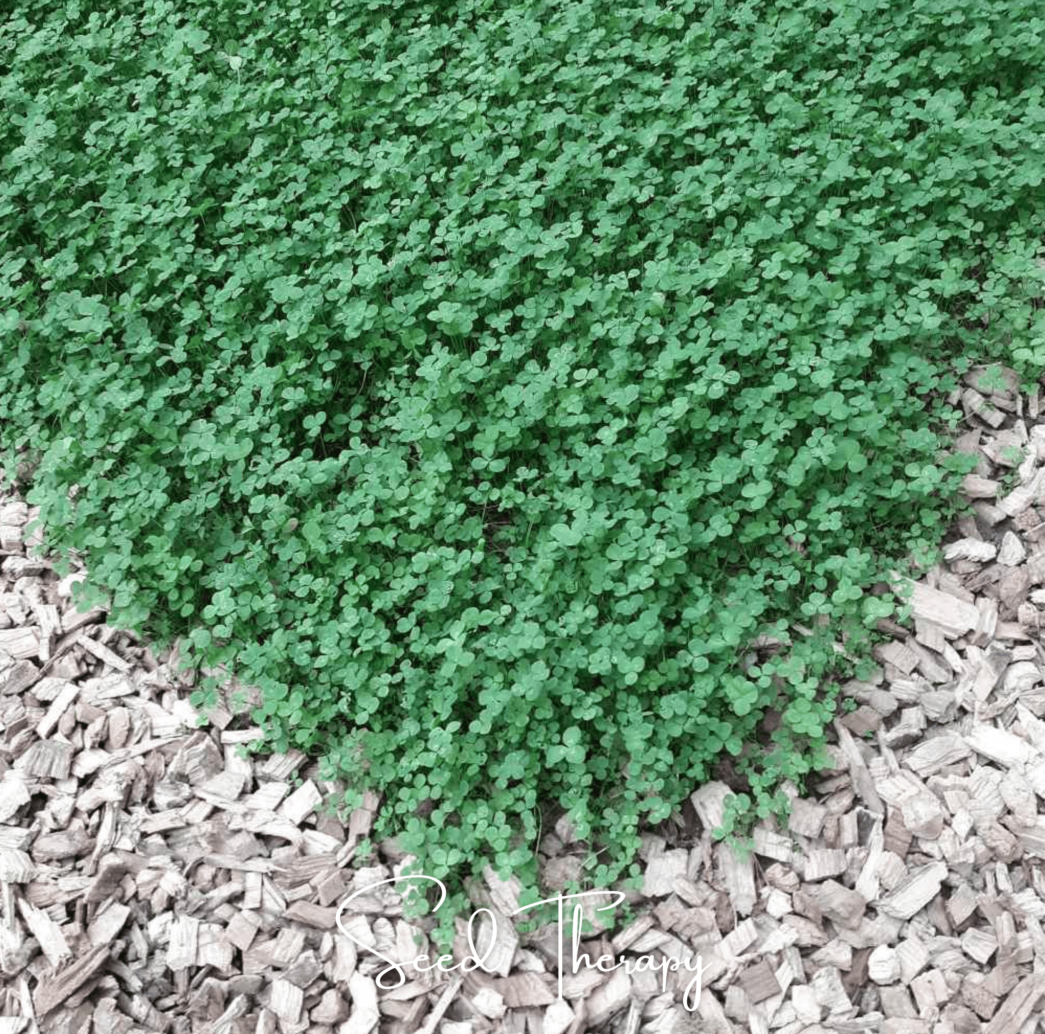 Micro Clover (Mini) – 10,000 Seeds