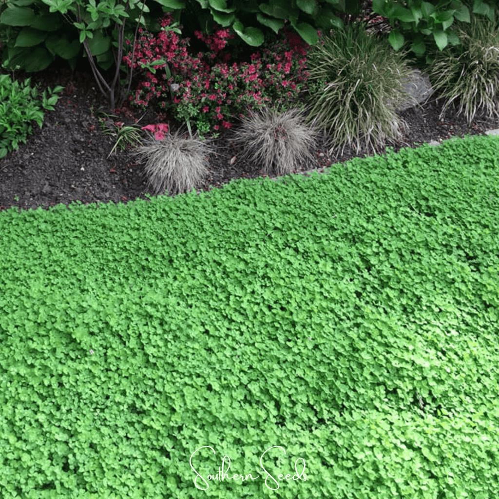 Micro Clover (Mini) – 10,000 Seeds