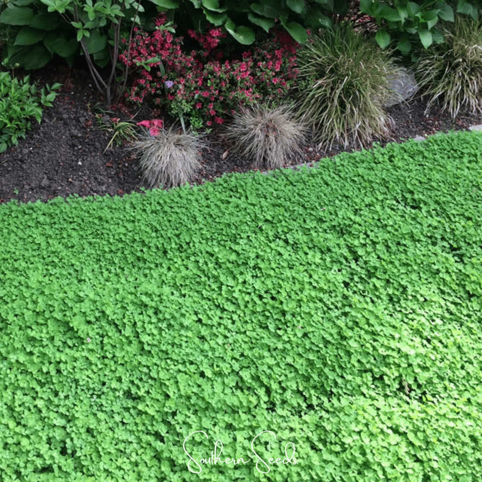 Micro Clover (Mini) – 10,000 Seeds