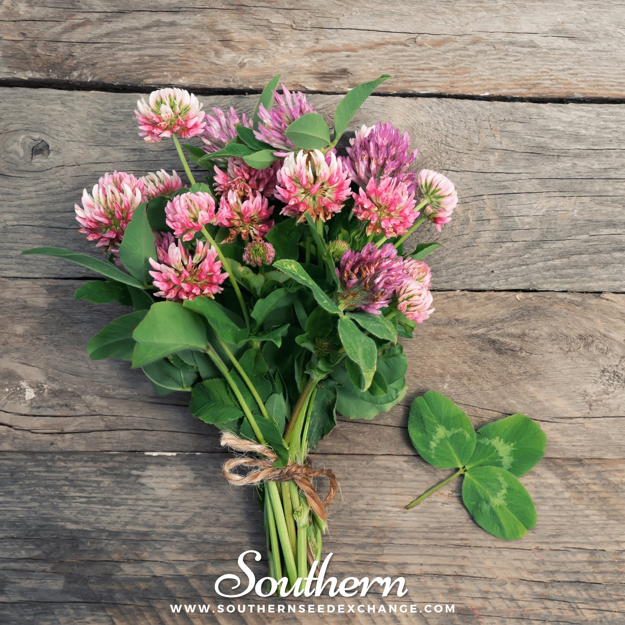 Red Clover – 200 Seeds