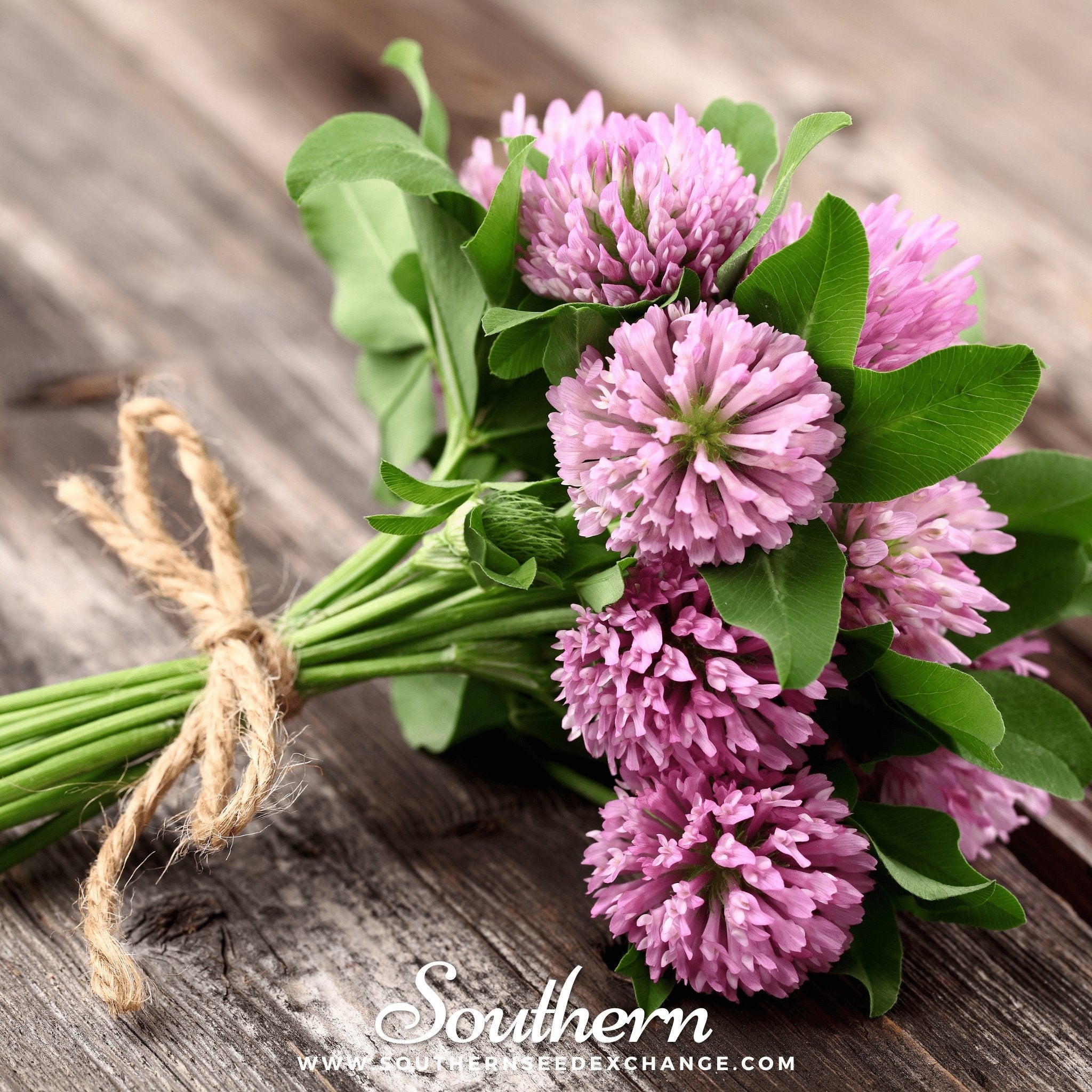 Red Clover – 200 Seeds