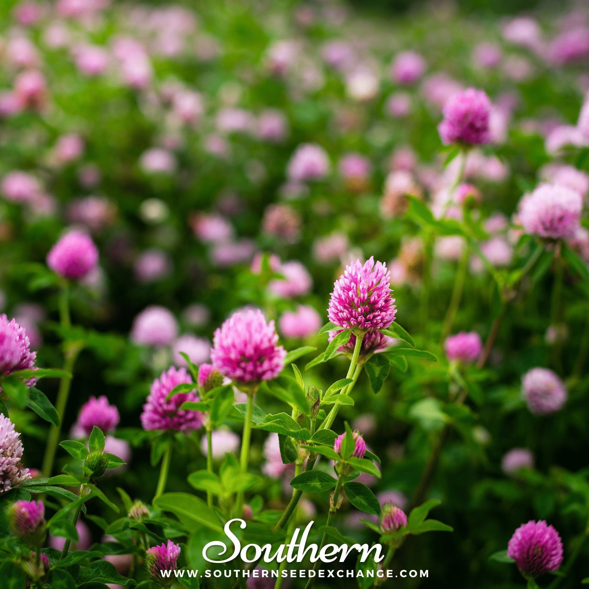 Red Clover – 200 Seeds
