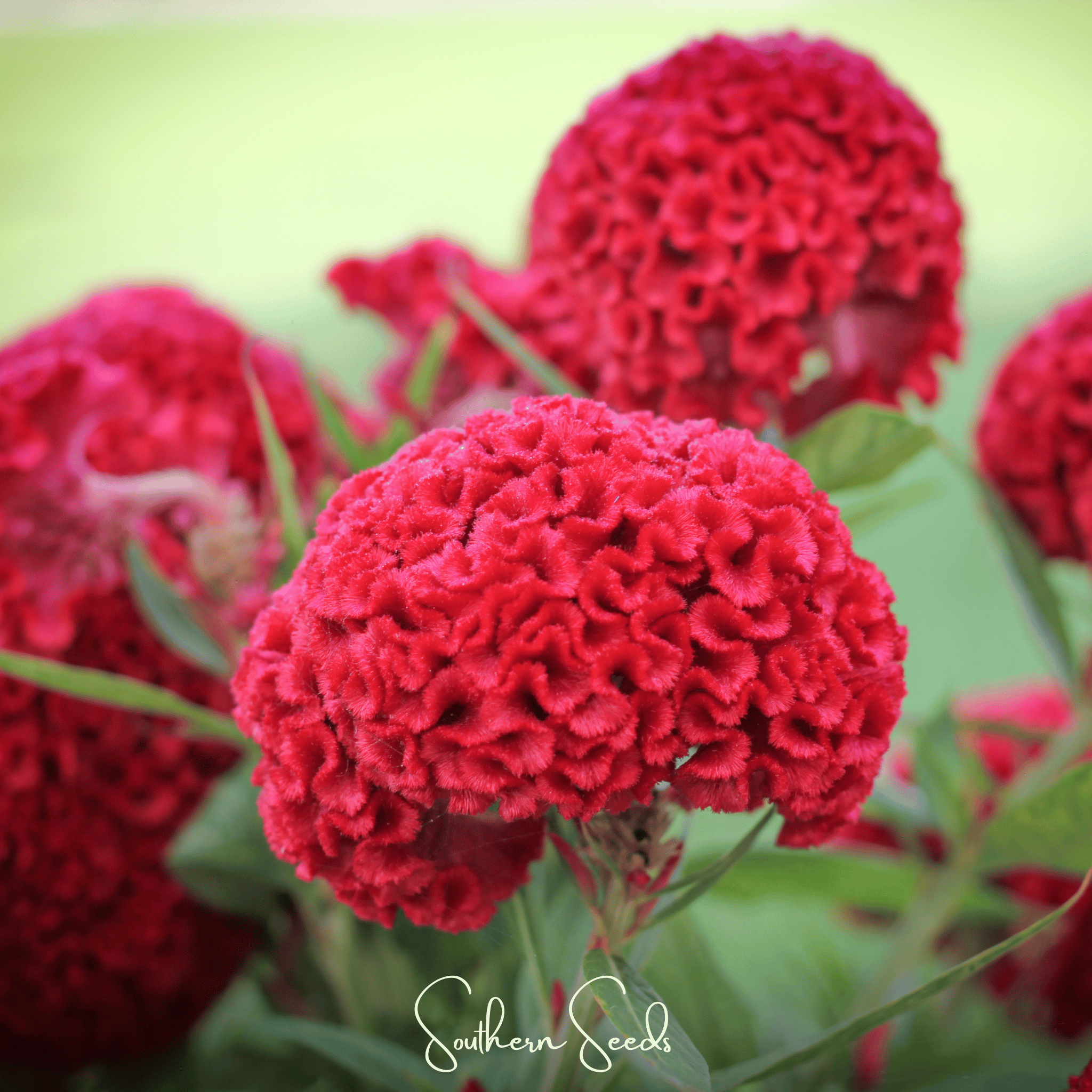 Carmine Cockscomb – 25 Seeds