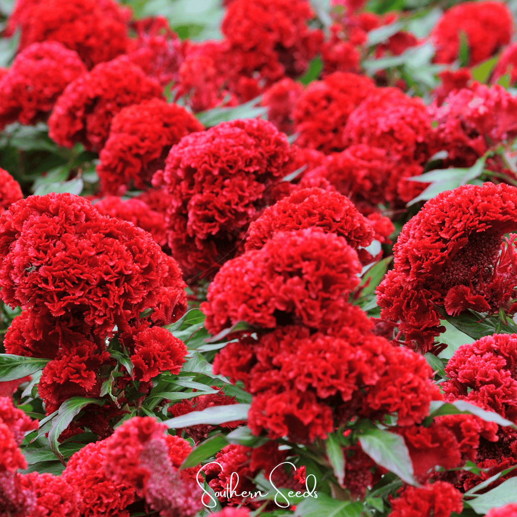 Carmine Cockscomb – 25 Seeds